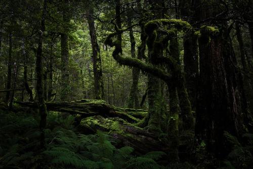 faeriesandravens:Forest #2 by dumbat on Flickr.
