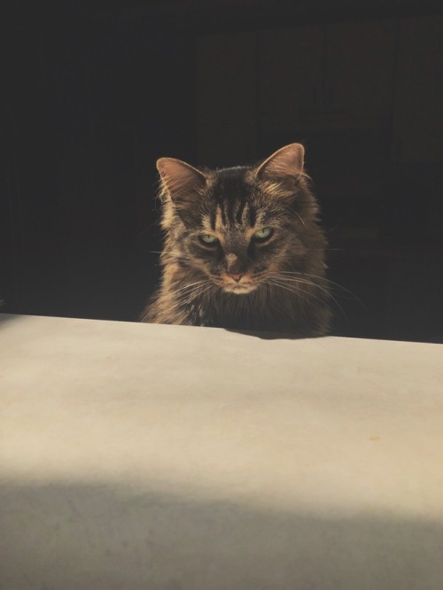 kelseyherbs: thought i would bless you guys’ timelines with some more khaleesi photos..