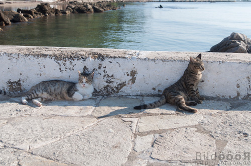 theuserformerlyknownas778: Cats in Greece by Rööö flic.kr/p/MZFmSG