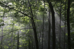 thicor:  plantulent:  paleception:  hvllucinvtion:  overplant:  hvllucinvtion:  sleep-inq:  Pale/Plant  mother natures blog  green/plant  mother natures blog  plants n’ positivity  green | plant  nature / foggy