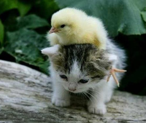 theanimalblog:  Animals riding other animals 