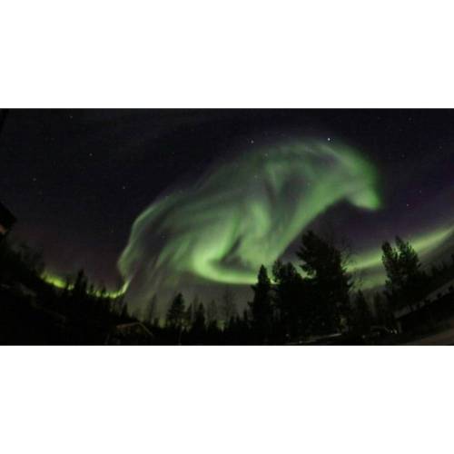 Can you see it?? 😍 🐺 #northernlights #aurora #borealis #auroraborealis #wolf #atmosphere #particles