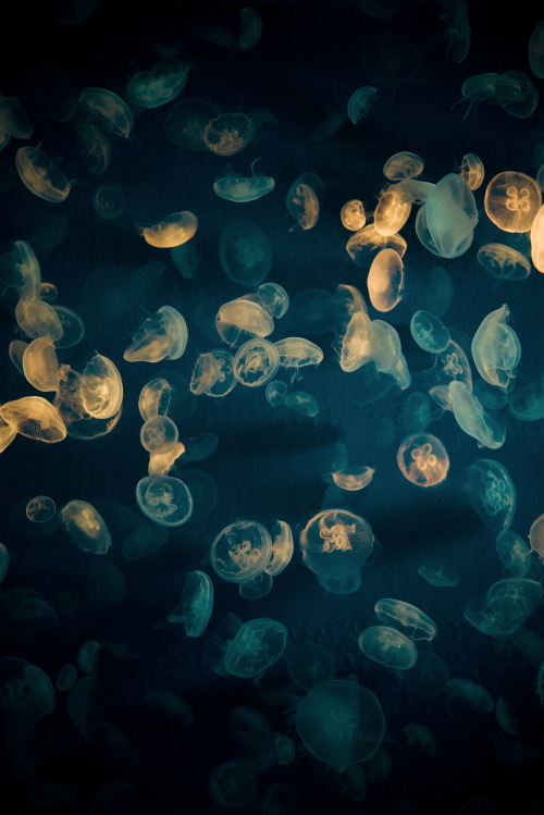 Porn Pics r2–d2:  Jellyfishes By typedow 