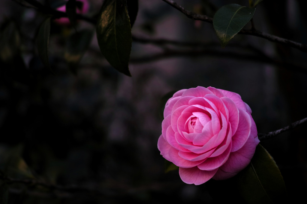 k641739021:  (via Tsubakiの写真(画像) 写真ID:5495473- 写真共有サイト:PHOTOHITO)