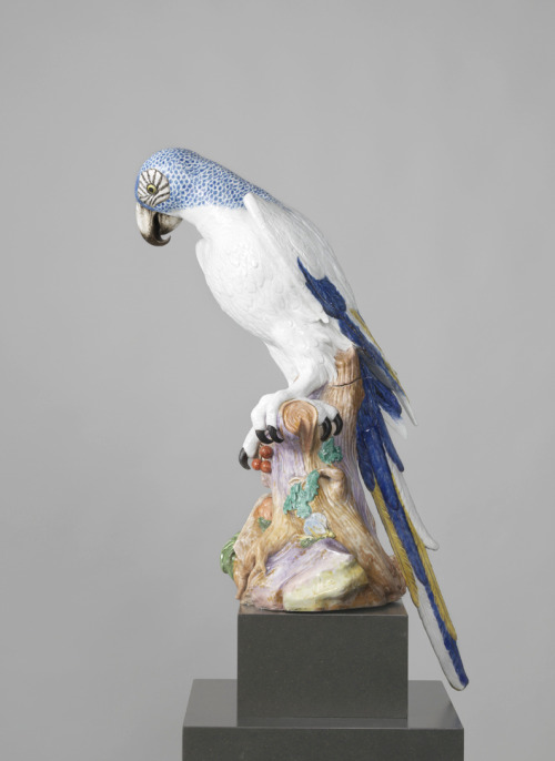 Blue Macaw, 1731. Meissener Porzellan Manufaktur. Via Rijksmuseum