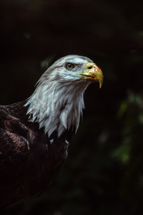 National Aviary.Pittsburgh, Pennsylvania