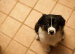 puppiesandhappiness:The newest edition to