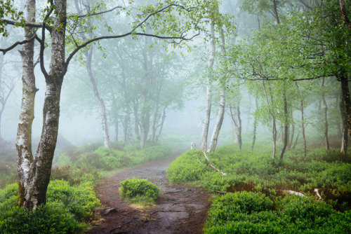 Spring Mist by James Mills jamesmillsphotography.com