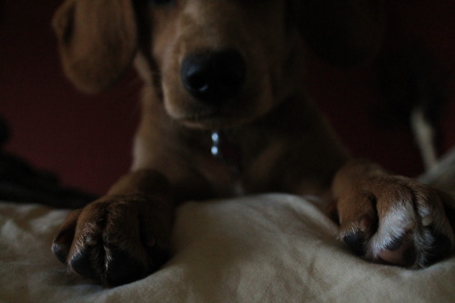 Puppy Paws :)