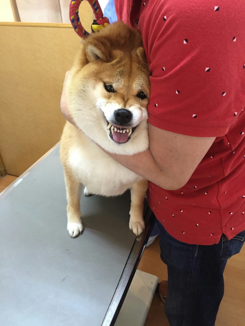 niceshibe:  i can be your angle…. or yuor devil 
