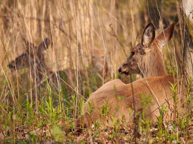 #deer#fawn#deerfarm#nature