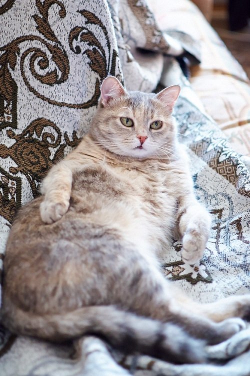 thearcalian:@mostlycatsmostly