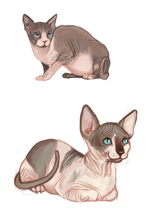 lizziemoleart:  Love painting these cats! 