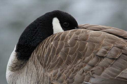 It’s hard to believe, but at one point Canada geese populations (and those of many other waterfowl populations) were considered to be in grave danger of disappearing.
Why are they so common today? In part, due to the Federal Duck Stamp Program, one...