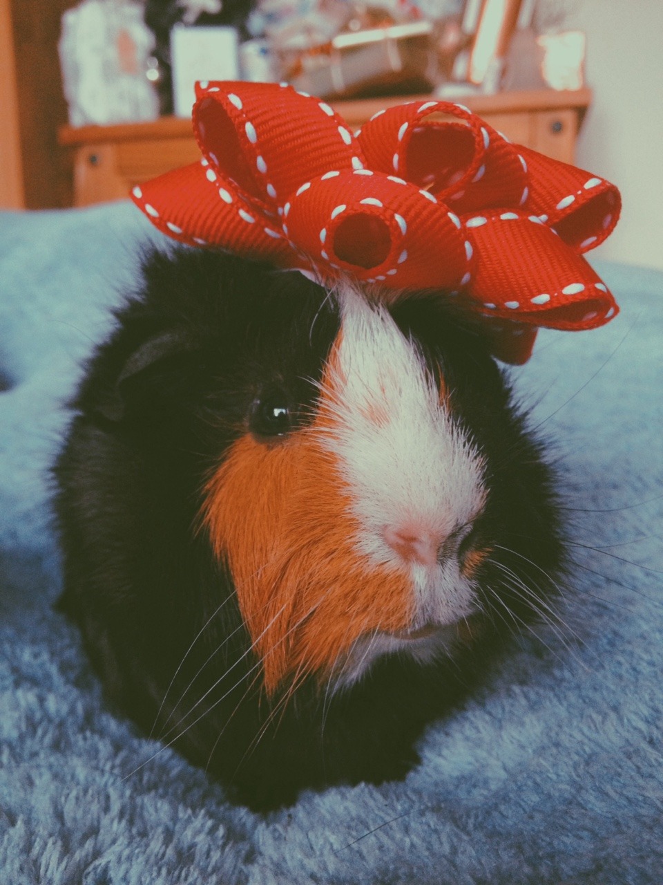 eleanorlouisemills:  Boo is loving life rn. His first christmas🎄🎁🎀💥