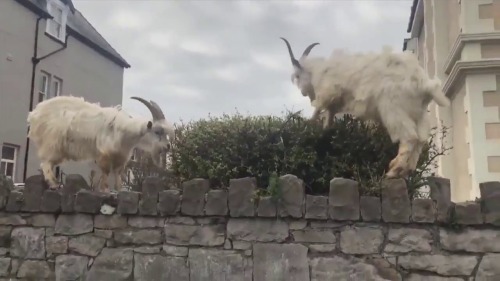 cottageinthelandserene: Because everyone is in lockdown, the wild mountain goats have taken over a t