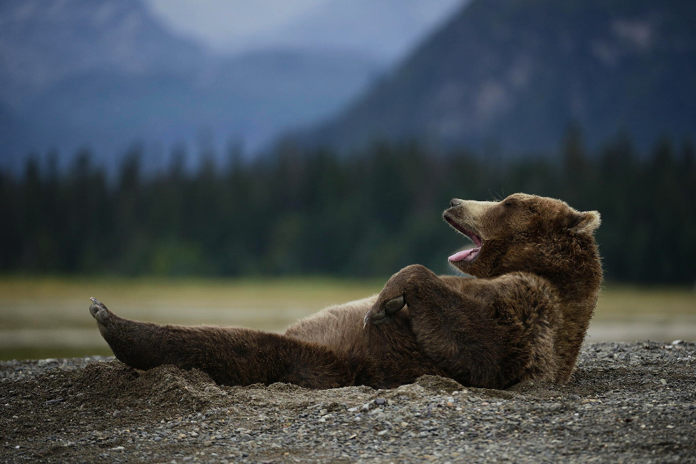 fiercebunny:  awkwardsituationist:  thespian bear hams it up for the camera. photos