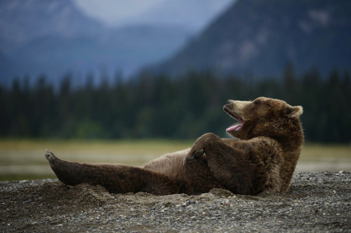 awkwardsituationist:  thespian bear hams it up for the camera. photos by olav thokle in alaska’s lake clark national park.  