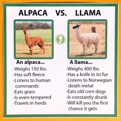 obviousplant:  Alpaca vs. Llama More stuff