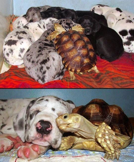 the-personal-quotes:  feeling sad? look at this baby animal blog!