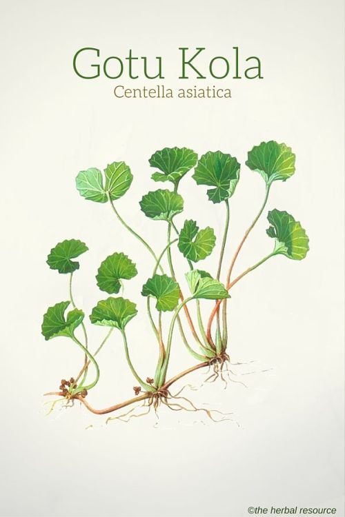 Gotu Kola: Proven Medical Benefits Gotu kola (Centella asiatica) has a long and successful history o