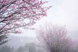 90377:   Cherry Blossoms on the Hill by 白士 李    