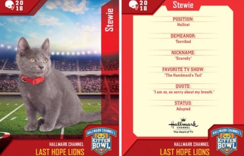 analgesicsleep: Hallmark Channel presents: KITTEN BOWL V, FEBRUARY 4, 2018 Team: Last Hope Lions Mem