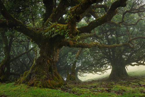90377:Til trees at Fanal, Madeira island by Ricardo Pestana Facebook | 500px | Instagram