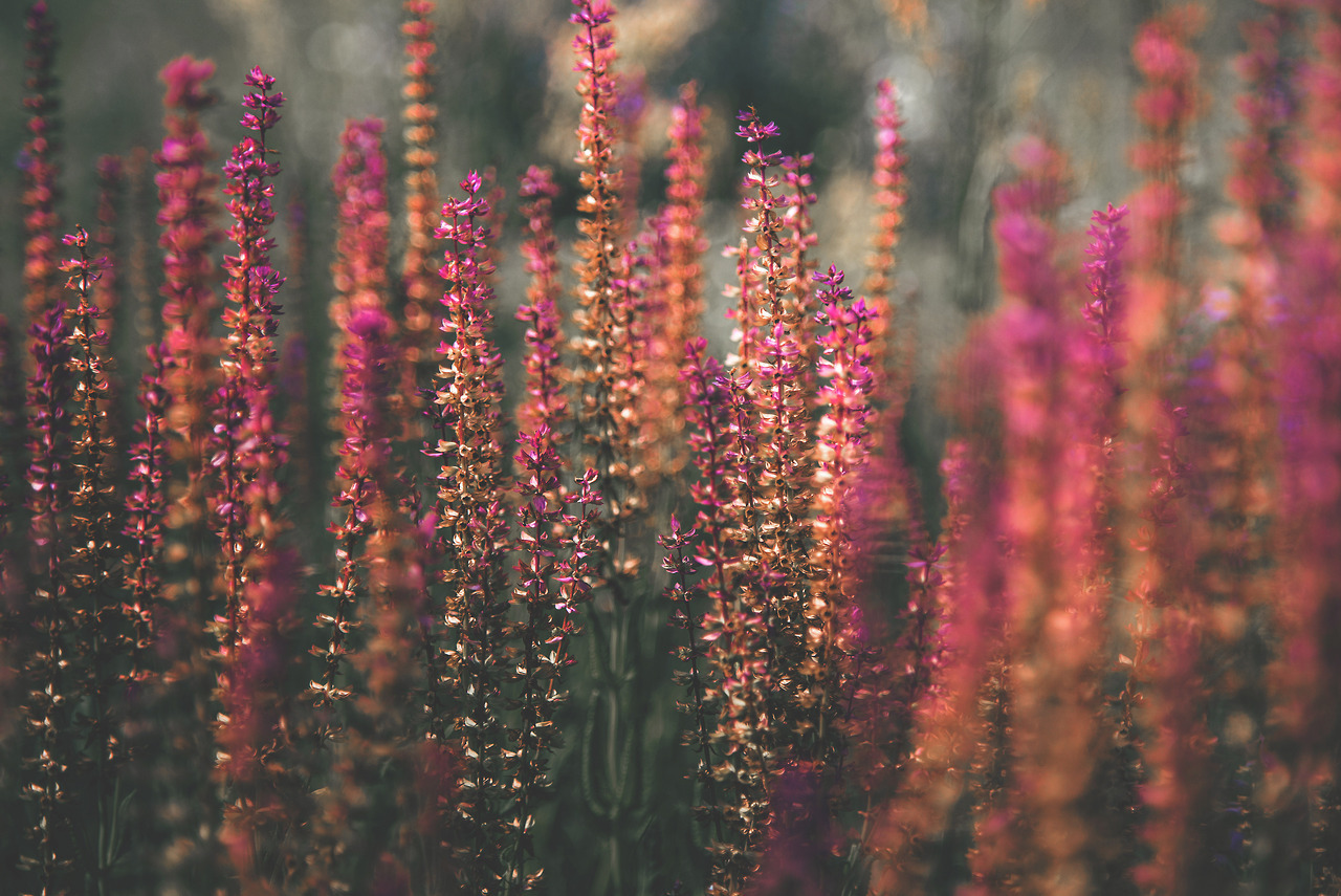 dennybitte:   wildflowers joy by Denny Bitte 