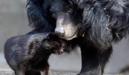 lauracricket:Muschi & Mausi were inseparable friends who lived together at the Berlin zoo for ma