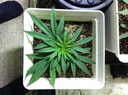 smokened:  Satorian 2 days after transplant