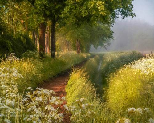 thebestinphotography: Spring in Holland
