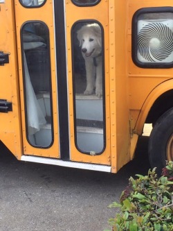 dogaesthetics: “Precious doggo waiting