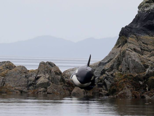 Crying, beached orca freed to cheers after dramatic nine-hour rescue in northern B.C.Janie Hermann, 