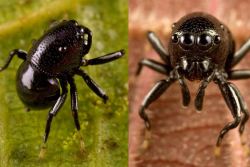 stealth-healer:  realmonstrosities:  buggirl:  Omg.  What is cuter and weirder than this Darth Vader Jumping Spider???   It looks like an evil minion.  I love it. Photo by the amazing Piotr Naskrecki  That’s crazy!    DARTH VADER JUMPING SPIDER