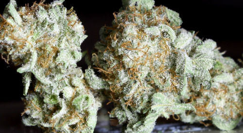 420ptown:  Snow White 