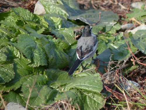ハクセキレイ   japanese pied wagtailTown Birds ～ 街の鳥  ArchiveTown Sparrow ～ 街のすずめ　Archive
