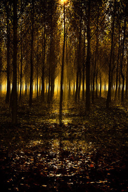 0mnis-e:  Lights in the woods, By Andy 58