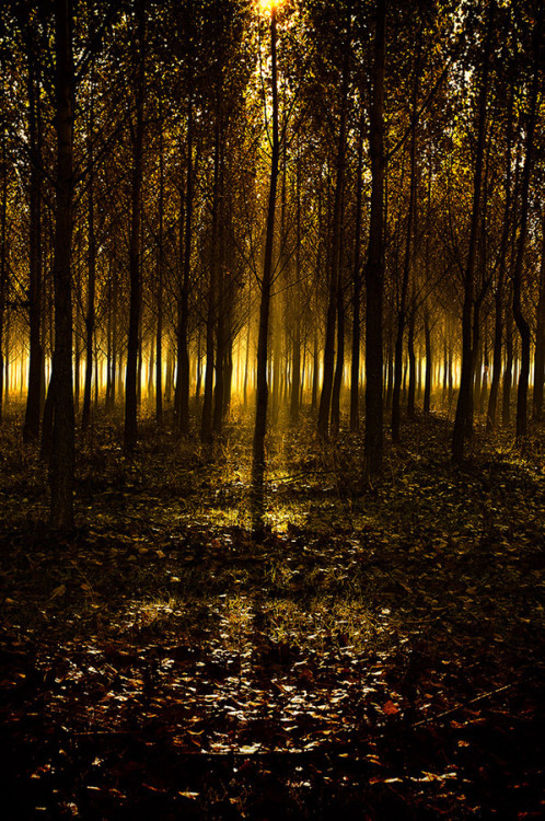 0mnis-e:  Lights in the woods, By Andy 58     