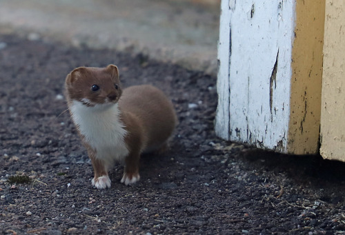 michaelnordeman:This little weasel/vessla lives under our tool shed. He’s less than 20 cm long and h