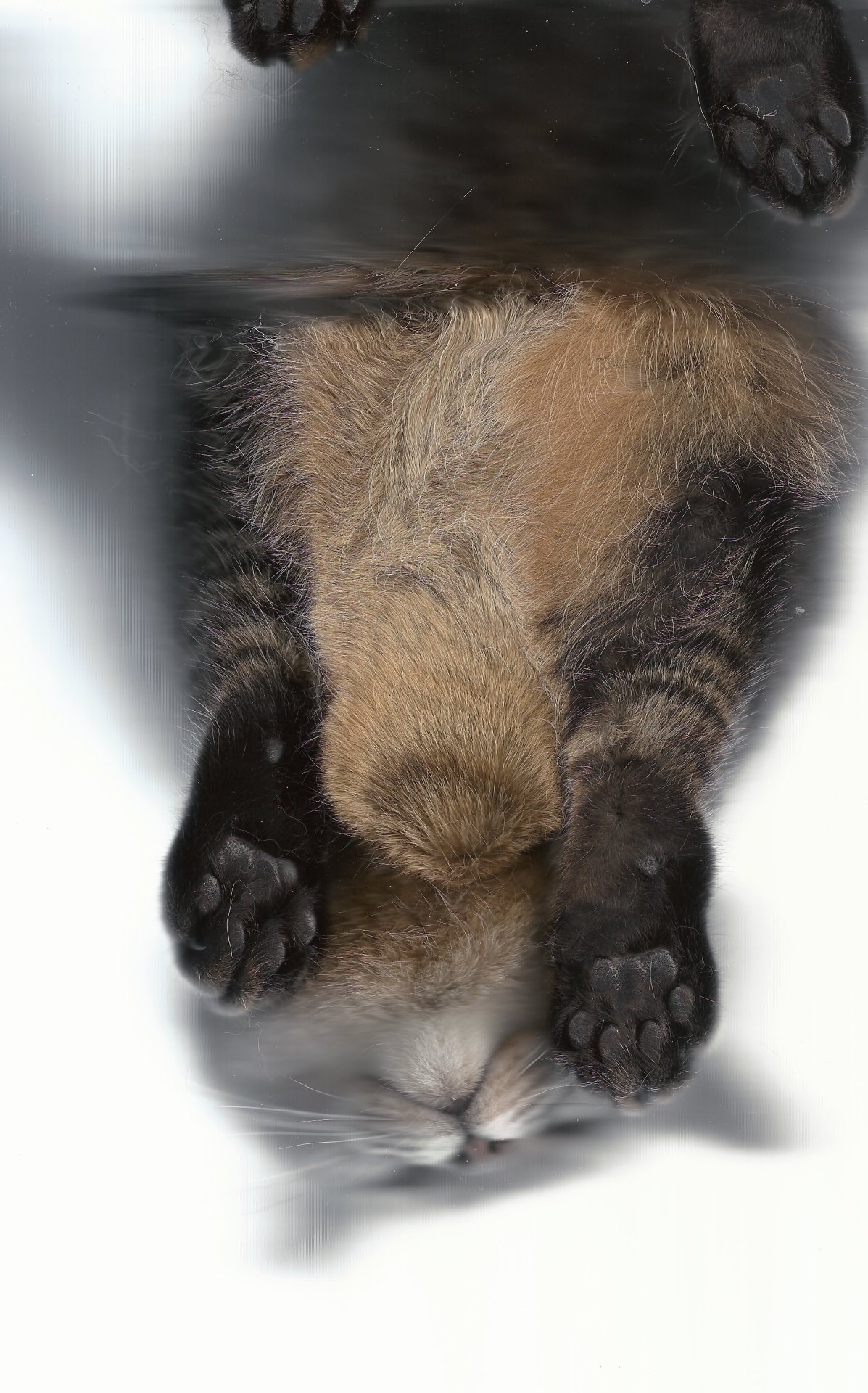 thecatscan:  Regal. 