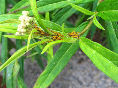What a nice little cluster of yellow-bodied, tiny black legged, aphids.
