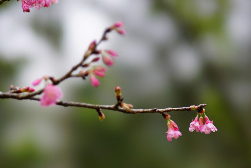 櫻花 Cherry blossom by ddsnet on Flickr.