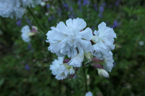 Saponaria officinalis — soapwort