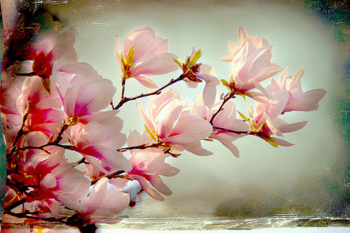 MAGNOLIA MIRACLE by Weirena on Flickr.