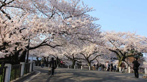 visitkyoto: todayintokyo:  Take a walk with me along Chidorigafuchi in Tokyo.   Kyoto comes usually a week after… 