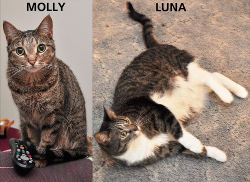fuckyeahfelines: CAT SISTERS | GREAT WITH KIDS | NEEDS TO BE REHOMED BY 11/2 Meet Molly and Luna (ye