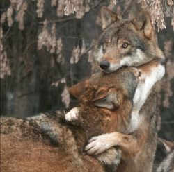 w-o-l-f–g-i-r-l:  Wolf hug