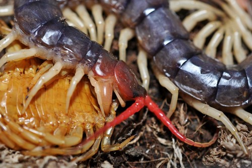 Vietnamese Centipede (Scolopendra subspinipes) eating it’s moulted skinby Markus Oulehla