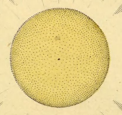 nemfrog:Sun pulse. Astronomischen Bilderatlas von Ludwig Prentzinger. 1851. Astronomical atlas page,